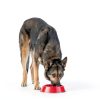 Neater Pet Brands Stainless Steel Dog Bowls-1